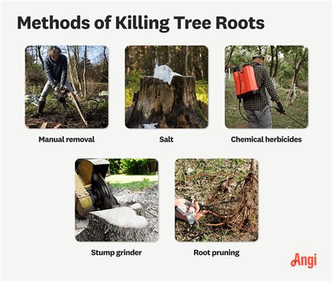 How to kill tree roots with herbicides
