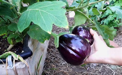 How to know if eggplant is right for picking