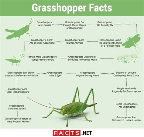 How to know if you have grasshoppers