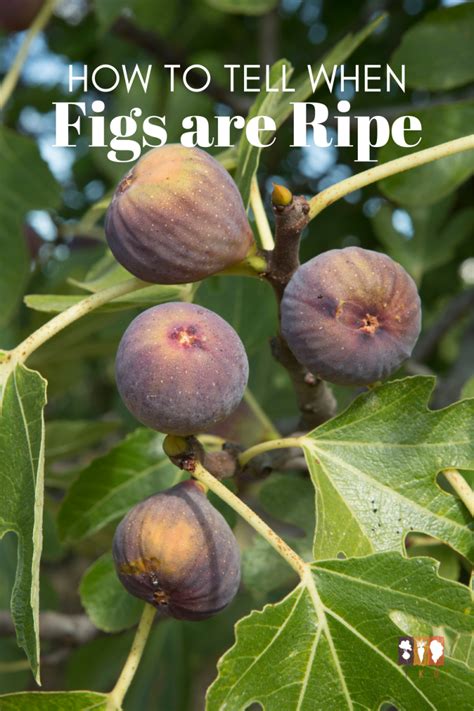 How to know when figs are ready for harvest