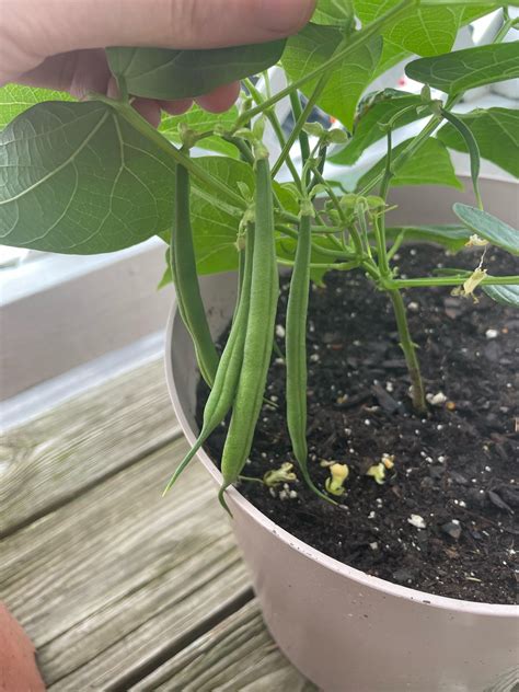 How to know when green beans are ready to pick