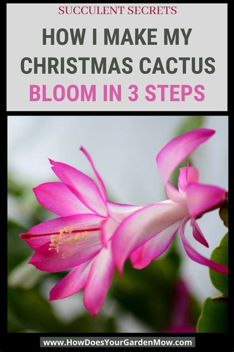 How to make a Christmas cactus bloom