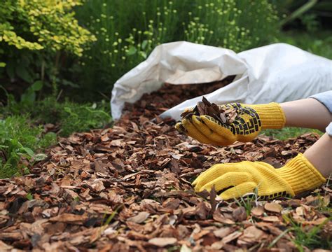 How to mulch