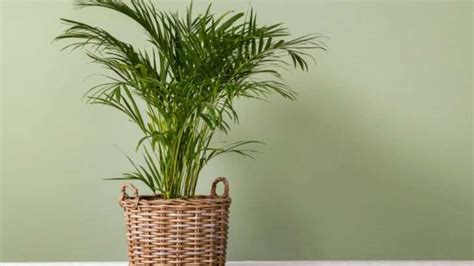 How to nurture a palm tree