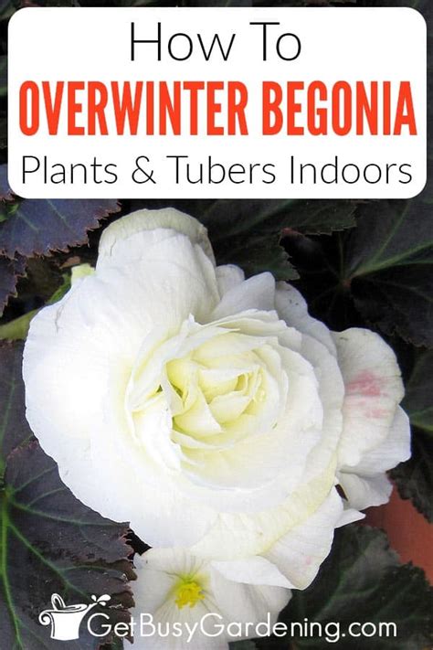 How to overwinter a begonia