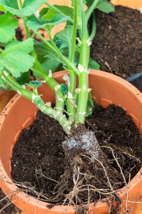 How to overwinterize geraniums in bare-root form