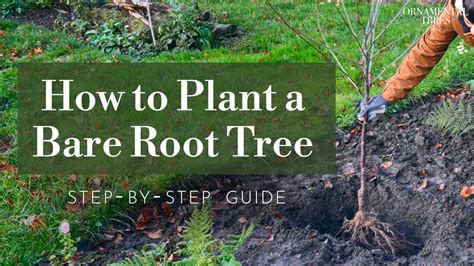How to plant bare root trees for beginners