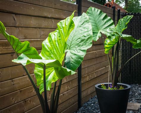 How to plant elephant ear bulbs in a container