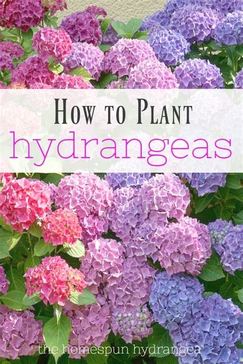 How to plant hydrangeas