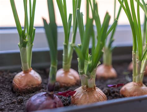 How to plant onion sets in containers