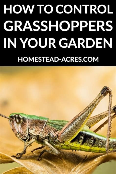 How to prevent grasshoppers