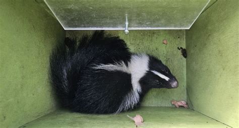 How to prevent skunks