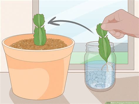 How to propagate a Christmas cactus in soil