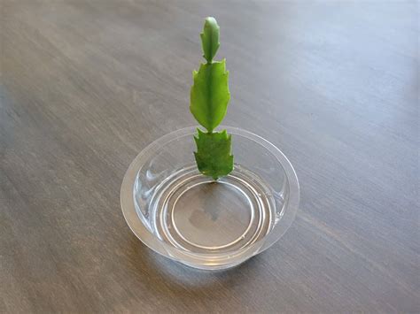 How to propagate a Christmas cactus in water
