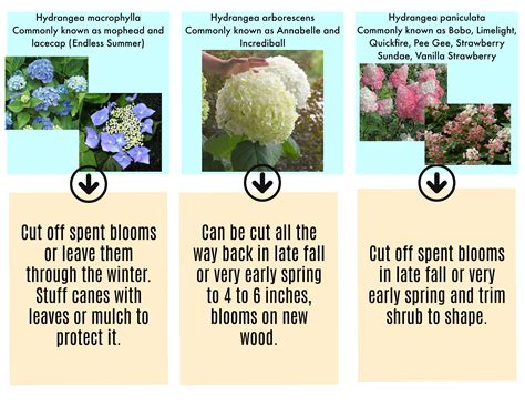 How to prune Hydrangea paniculata and Hydrangea arborescens