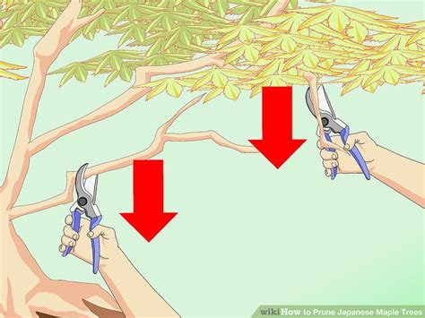 How to prune Japanese maple trees