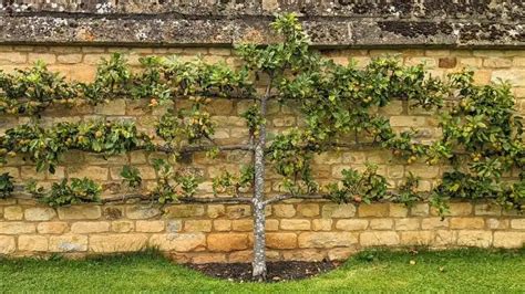 How to prune a fig tree into an espalier