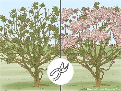 How to prune a magnolia tree