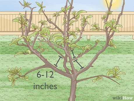 How to prune a potted pear tree