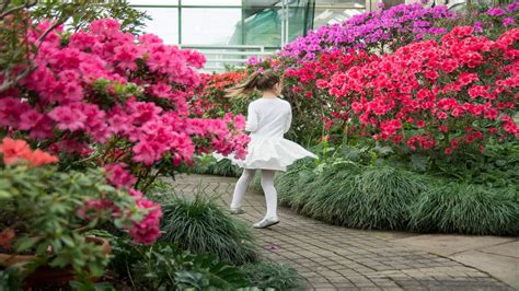 How to prune azaleas of different types