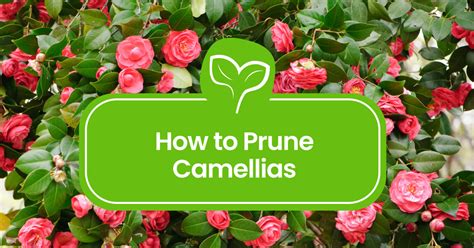 How to prune camellias to keep them tidy
