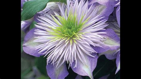 How to prune clematis: Group 2