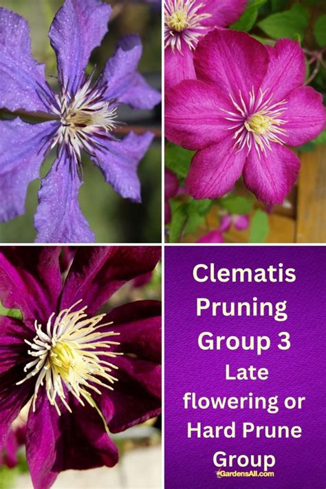 How to prune clematis: Group 3