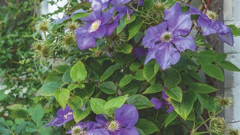 How to prune clematis: finding out the type