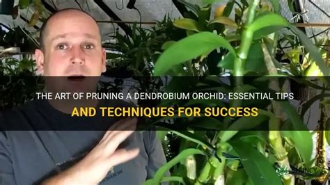 How to prune dendrobium orchids