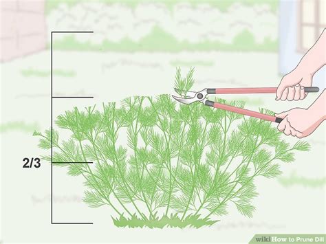 How to prune dill: step-by-step