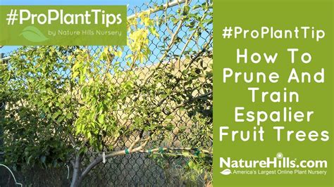 How to prune espalier pear trees