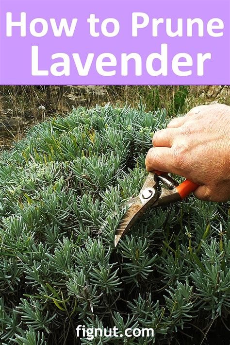 How to prune lavender in its first year