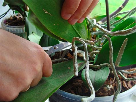 How to prune orchids