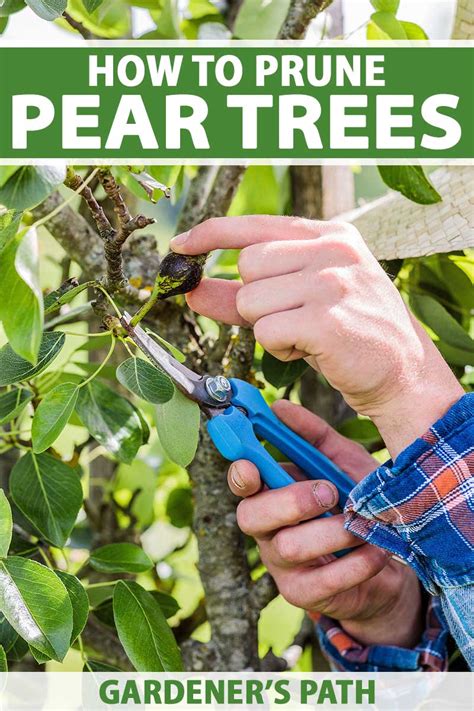 How to prune pear trees