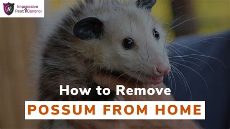 How to remove a possum from your house