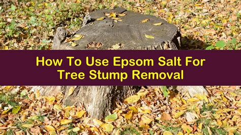 How to remove a tree stump with Epsom salt