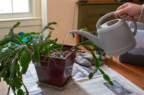 How to repot a Christmas cactus: a step-by-step guide