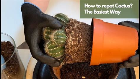 How to repot a cactus in 5 simple steps