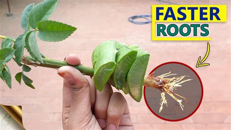 How to root a rose cutting