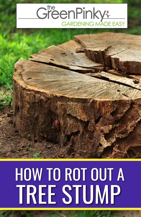 How to rot a tree stump