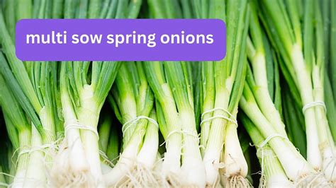 How to sow spring onions