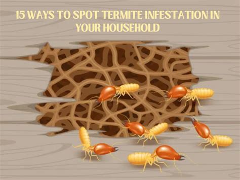 How to spot an infestation