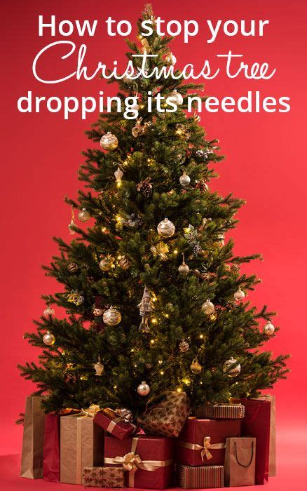 How to stop a Christmas tree dropping needles