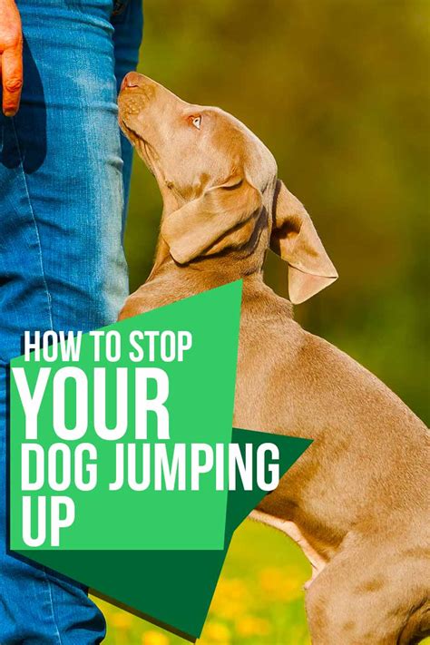 How to Stop Dog Jumping on You and Your Guests Hope Coming Puppy