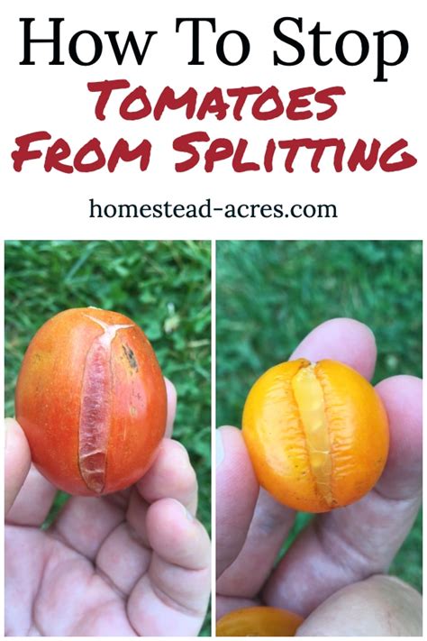 How to stop tomatoes splitting