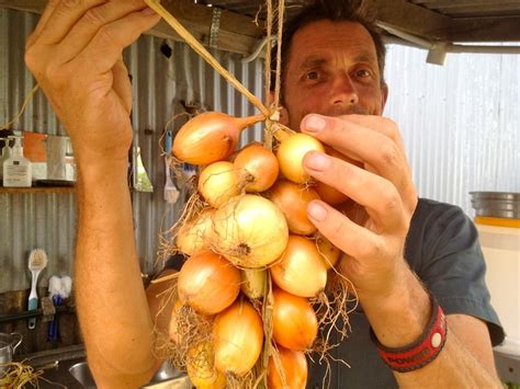 How to string onions for storing