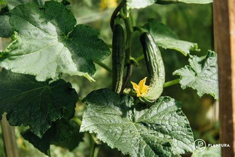 How to support cucumber fruit when grown vertically