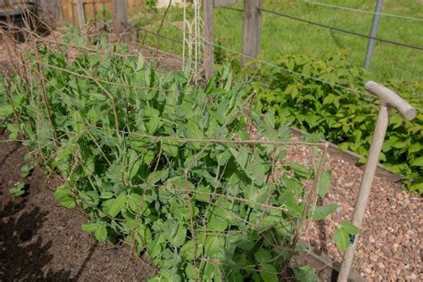 How to support peas when growing