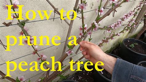 How to train a peach tree