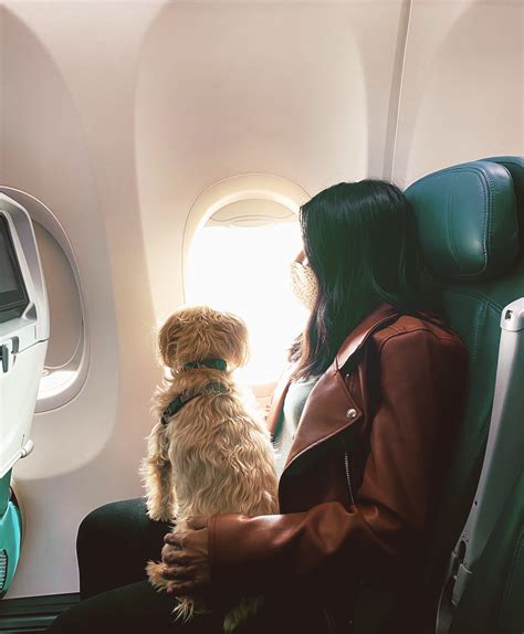 The Ultimate Guide Tips For Flying With Your Dog In Cabin Simply